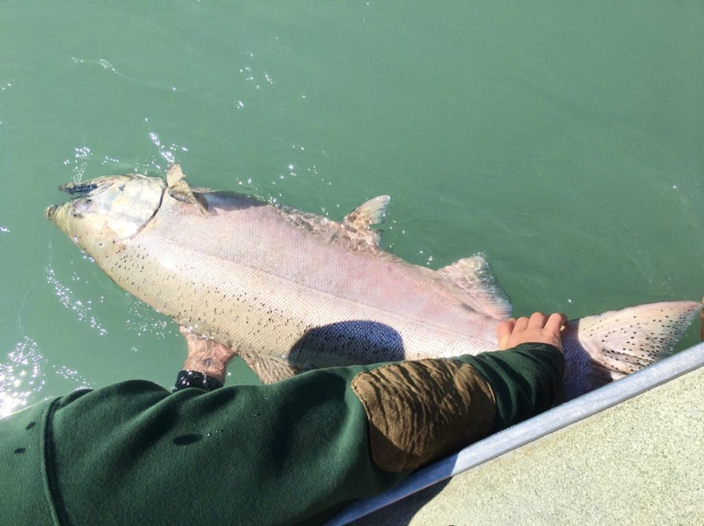 Kenai River Charters